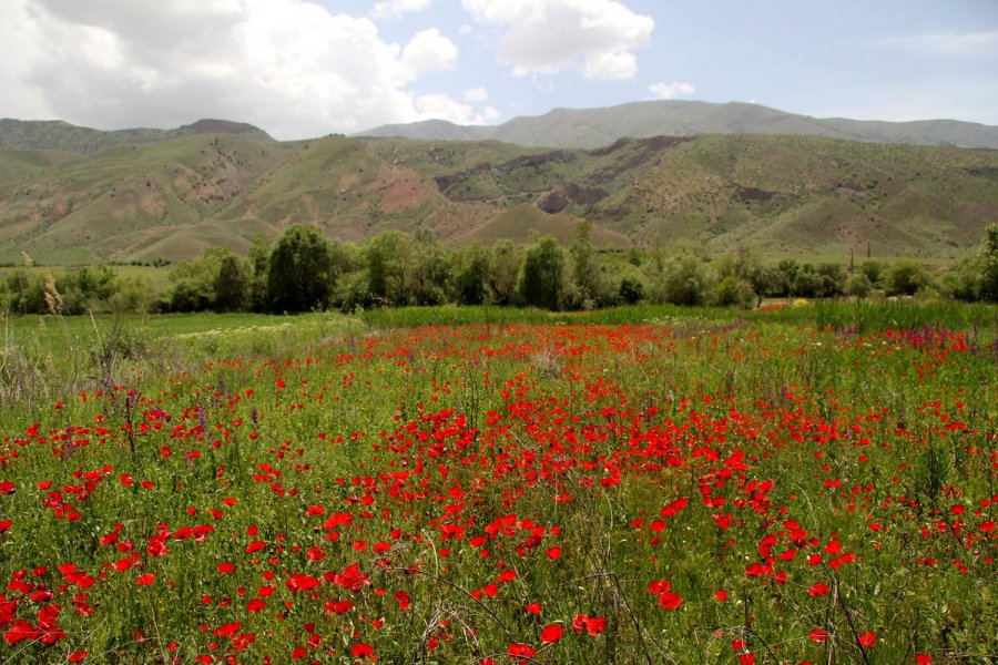 Растительность Армении